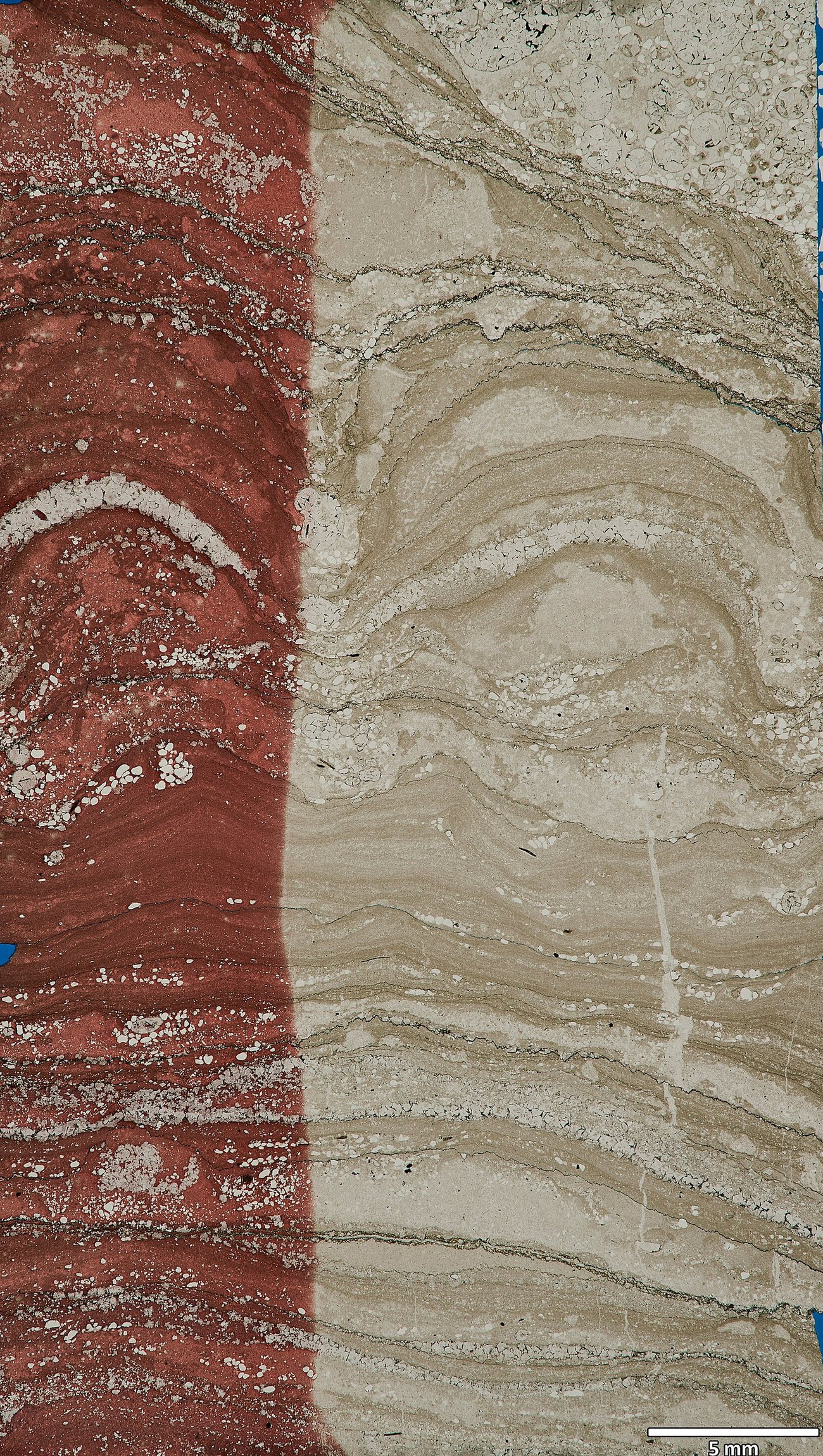 A fossil stromatolite in cross-section — every band a generation