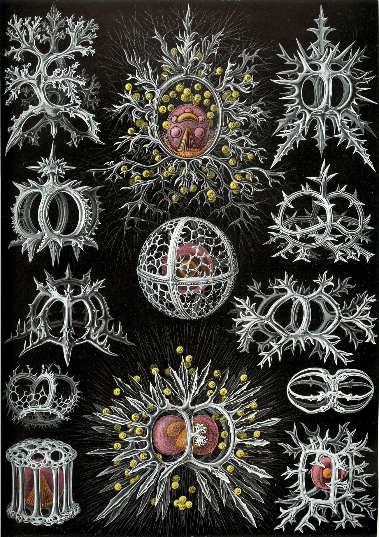 Radiolaria — complex single cells, engraved by Ernst Haeckel
