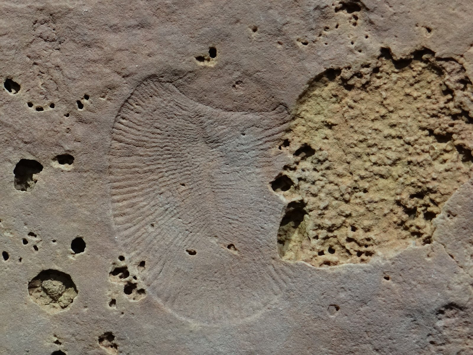 Dickinsonia — the living bath mat, fossilized