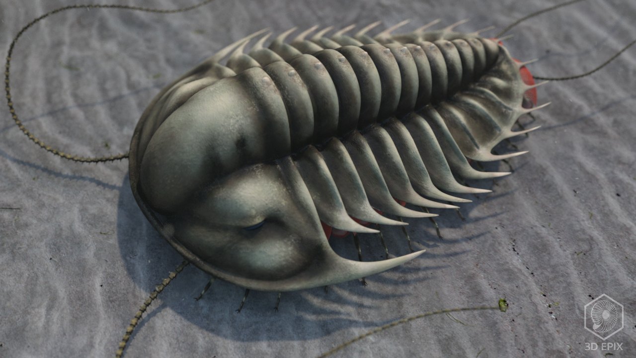 Olenoides serratus — a trilobite of the Burgess Shale