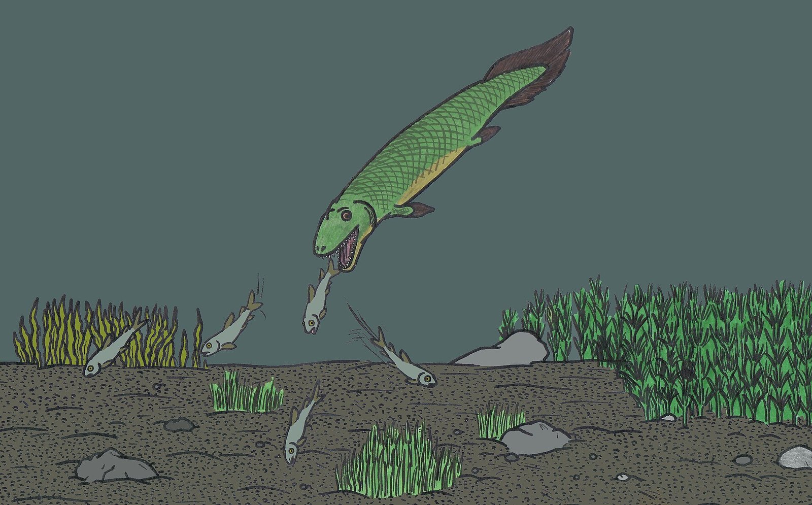 Tiktaalik hauling out onto a muddy bank