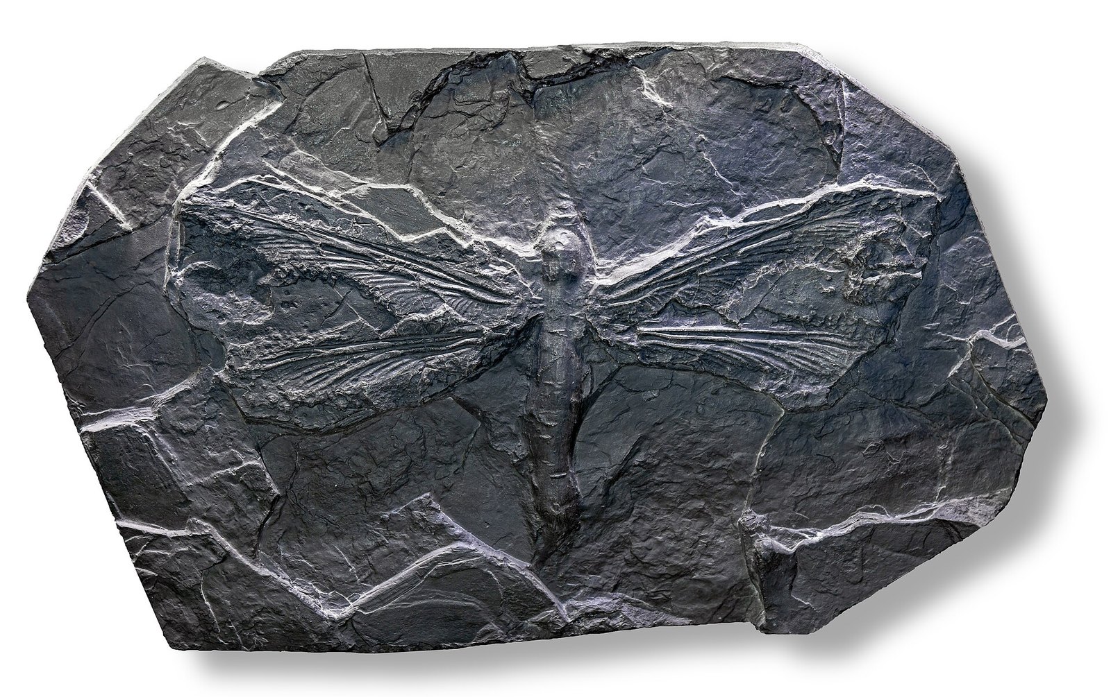 Meganeura monyi — the giant dragonfly, in fossil