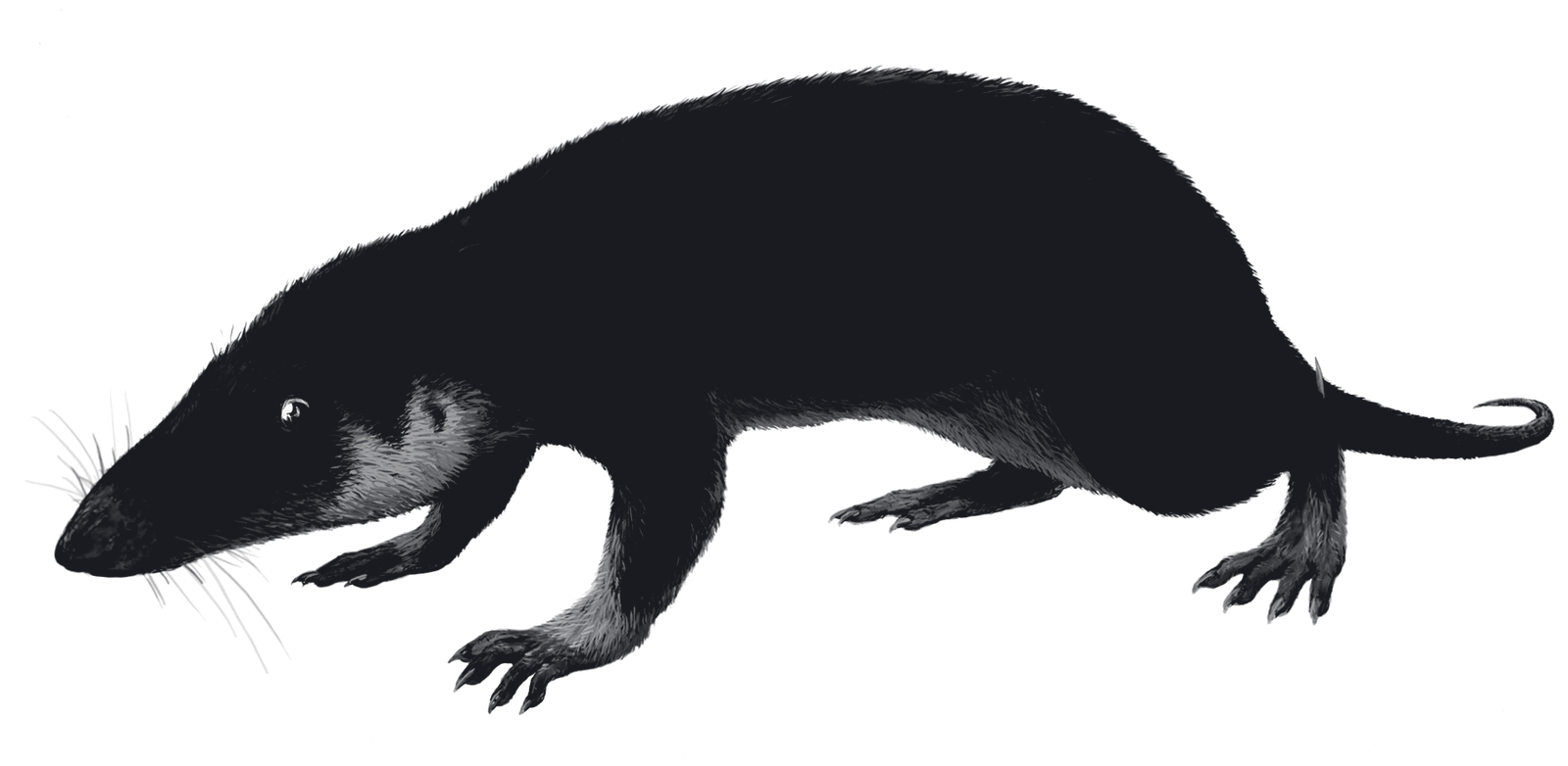 Morganucodon, shrew-like early mammal, beneath dinosaur feet