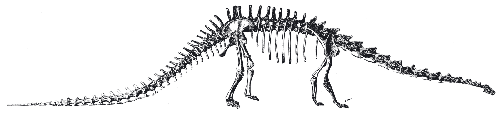 Diplodocus carnegii — the first mounted sauropod, restored 1905