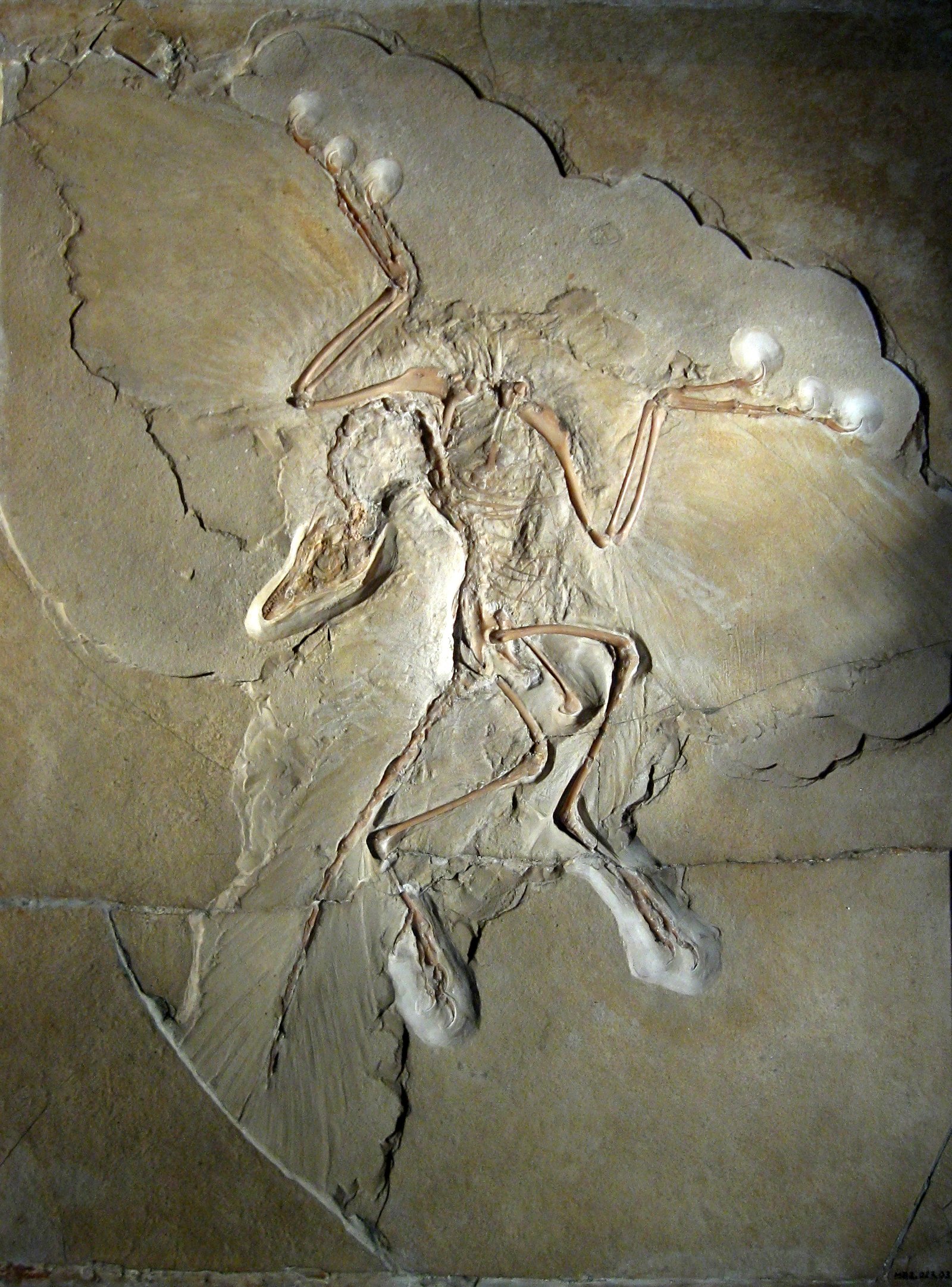 The Berlin specimen — the most famous fossil in the world