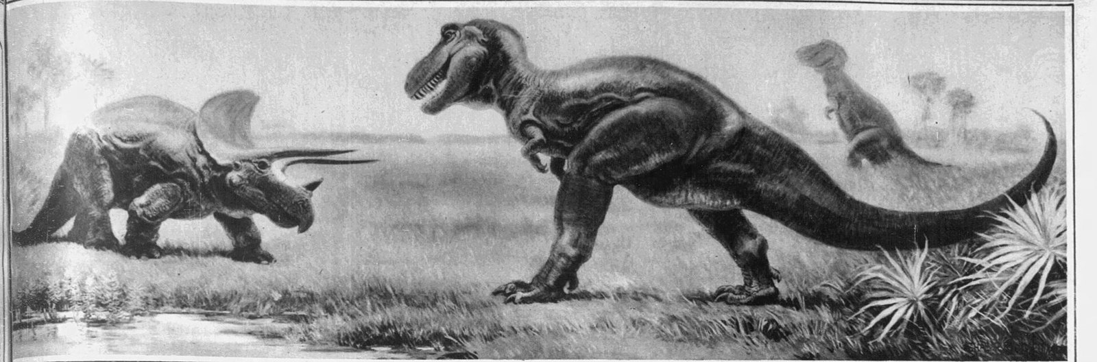 Tyrannosaurus rex facing Triceratops — by Charles R. Knight