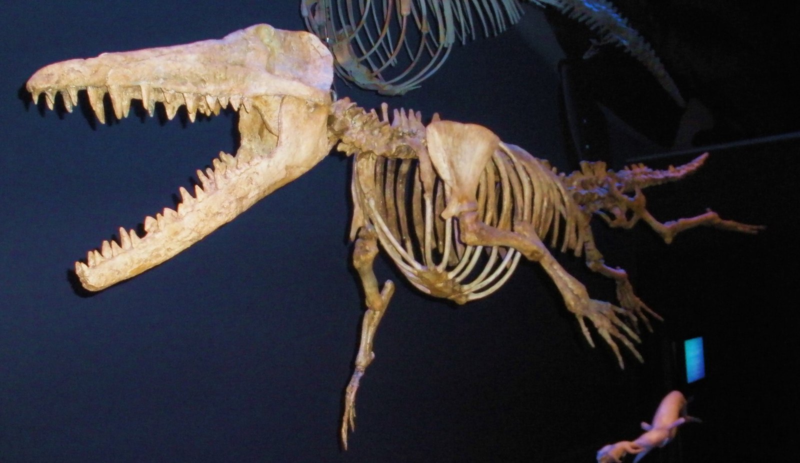 Ambulocetus natans — mounted mid-swim