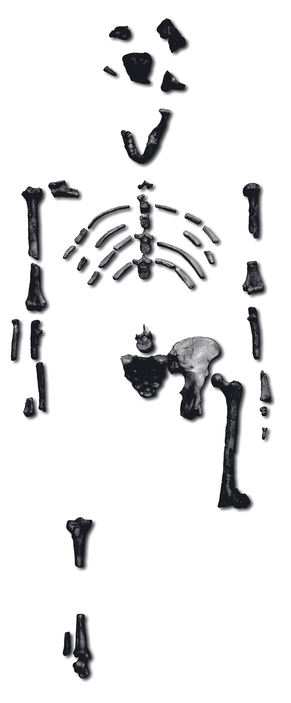 Lucy — the reconstructed skeleton