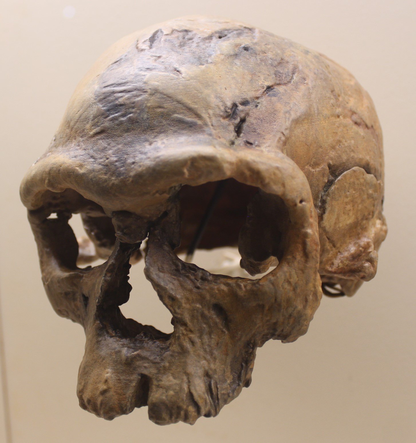 The Jebel Irhoud skull — the oldest of us